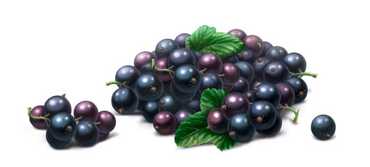Bunch of black currant 