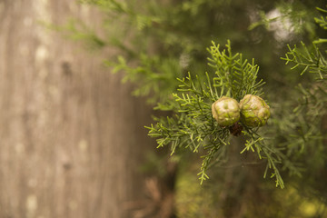 Cypress seeds on a branch close-up macro