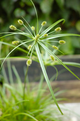 Close up view papyrus green plant