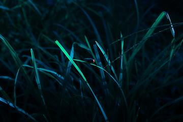 Fototapeta na wymiar Bluebottle holding on grass.