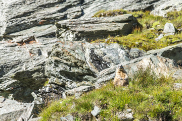 Murmeltier in den felsigen Alpen von Österreich hält Ausschau