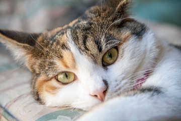 Close up of beautiful calico cat