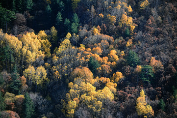 Fototapeta na wymiar Colorful forest in autumn