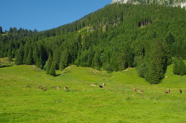 Kühe auf der Alm