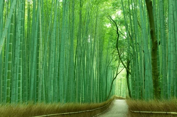 Papier Peint photo Kyoto Forêt de bambous à Kyoto