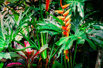Obrazy na Szkle  Niesamowite tropikalne rośliny i kwiaty w fantastycznym lesie deszczowym