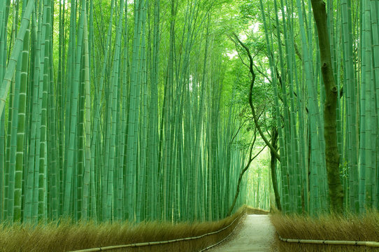 2 529 件の最適な 竹林道 画像 ストック写真 ベクター Adobe Stock 2 529 件の最適な 竹林道 画像 ストック写真 ベクター Adobe Stock