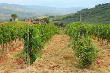 Fototapeta na wymiar Beautiful Vineyards in Chianti, near Florence, Tuscany, Italy. Autumn Season.