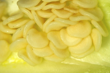 Seeds of light-green sweet pepper. Extra closeup.