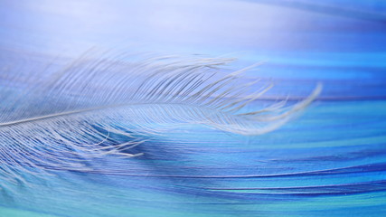 Gentle white feather on a blue background