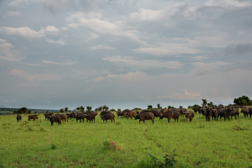 Fototapeta na wymiar buffalo (Syncerus caffer) cattle standing in a field