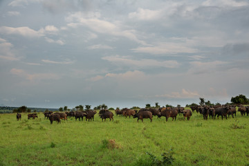 buffalo (Syncerus caffer) cattle standing in a field