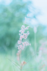 Obraz premium Flower grass in outdoor, vintage background