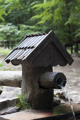 Mineral Water Spring in Forest
