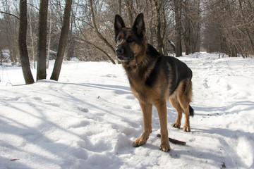 German shepherd dog on snow in winter day