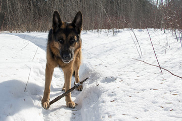 German shepherd dog on snow in winter day