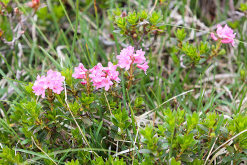 Alpine flora: Rust-leaved Alpenrose (Rhododendron Ferrugineum)