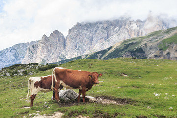 Fototapeta na wymiar Cows in the dolomites