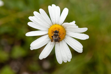 Fototapeta premium Close Up Of Bee On The Daisy Flower, A Bee Collects Nectar In The Daisy Flowers with water drops
