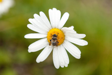 Fototapeta premium Close Up Of Bee On The Daisy Flower, A Bee Collects Nectar In The Daisy Flowers with water drops