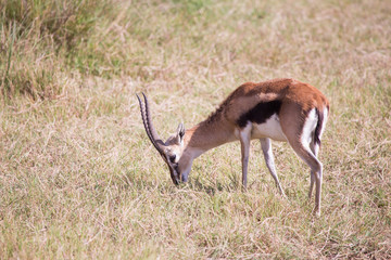 Naklejka na ściany i meble Impala Nakuru National Park in Kenya
