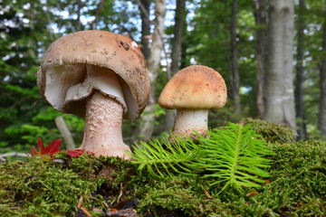 Two healthy Blusher mushrooms