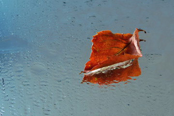 Fallen leaves on the wet surface and their reflection