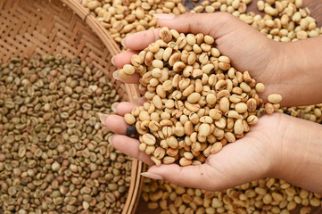 Close up of coffee beans on hand