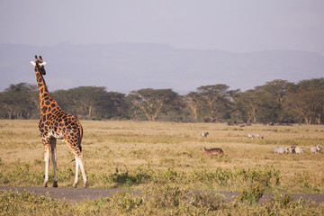Giraffe in Nakuru National Park in Kenya