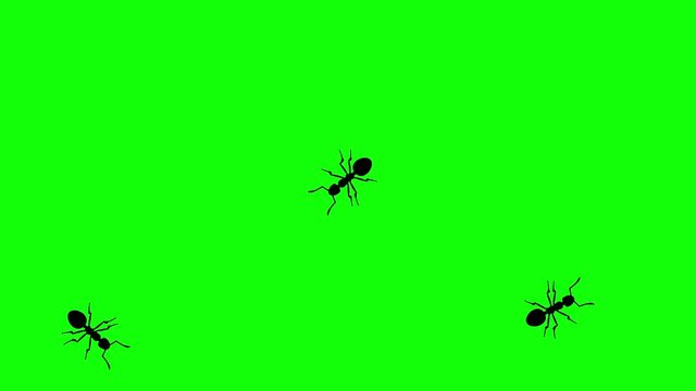 Three ants on green screen, CG animated silhouettes, seamless loop