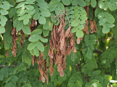 Fruits du robinier
