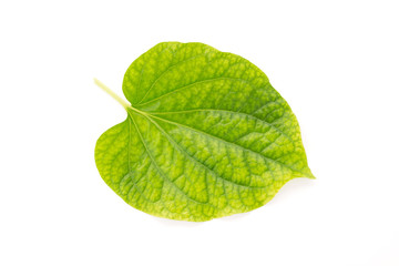 Fototapeta na wymiar Wildbetal leafbush isolated on white background