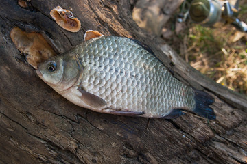 One crucian fish  or Carassius on old tree trunk. Catching fresh