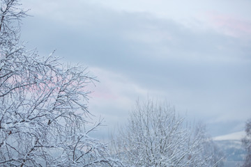 Obraz na płótnie Canvas Snowy tree branches