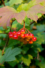 Close up of bunches of red berries of a Guelder rose or Viburnum