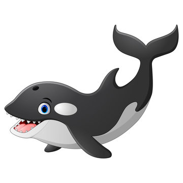 Killer whale cartoon 