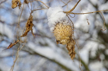 Winter background. Echinocystis lobata under the snow