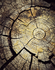 old wood with tree rings