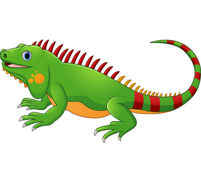 Iguana Cartoon Images – Browse 9,302 Stock Photos, Vectors, and Video |  Adobe Stock
