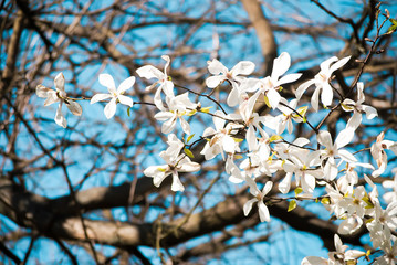 Charming white flowers of magnolia tree. Spring in Lviv, Ukraine