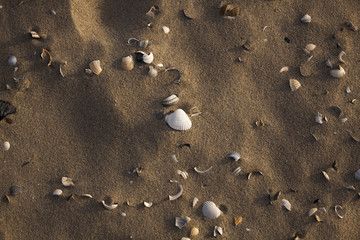 Fototapeta na wymiar shells on beach