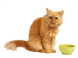 red cat with green bowl