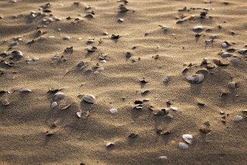 shells on beach