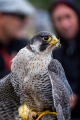 Peregrine Falcon (Falco peregrinus). These birds are the fastest