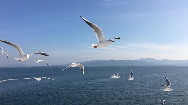 Seagull flying slow motion Kumamoto harbor,Japan