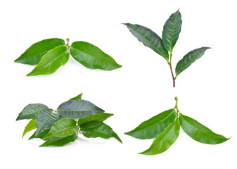 green tea leaf on white background
