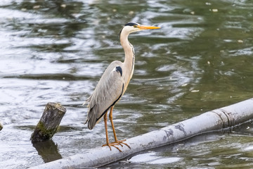 Heron fishing from a metal pipe going through the water.