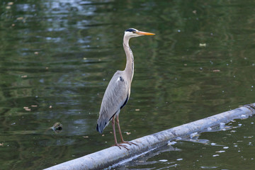 Heron fishing from a metal pipe going through the water.