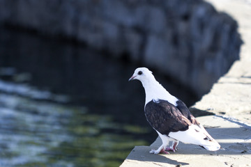 Fototapeta premium Pigeon near water
