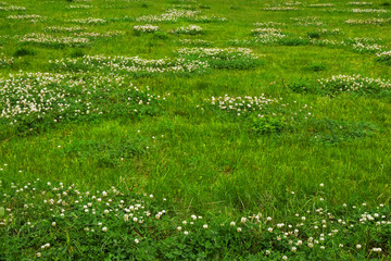 Green grass texture from a field © mowgli